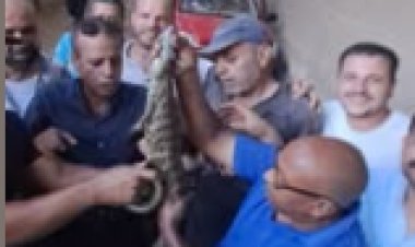 العثور على التمساح الهارب  بشبرامنت  بعد يومين من البحث