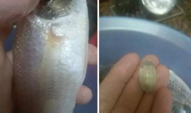 بعد انتشارها.. معلومات مهمة عن قمل الأسماك