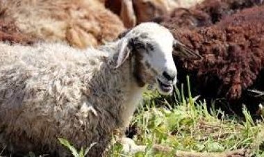 كم شخصا يجوز له الاشتراك في الأضحية؟.. لجنة الفتوى تجيب