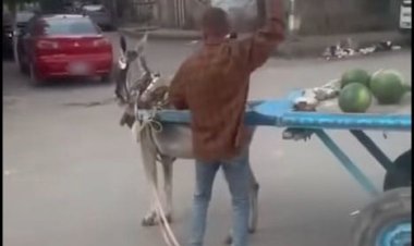 ضبط بائع خضروات لتعديه على دابة بالحجارة في البحيرة