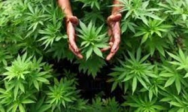 نائبة الرئيس الأمريكي تعارض سجن متعاطي الماريغوانا في الولايات المتحدة