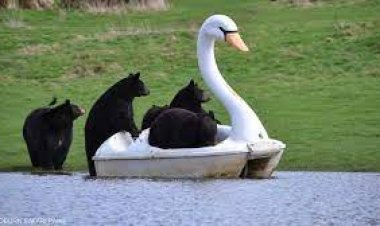 دببة Woburn Safari Park يستمتعون برحلة على عربة مائية بشكل بجعة