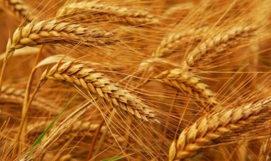 سعر أردب القمح 2024