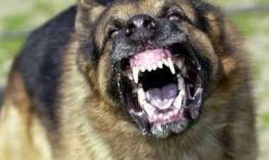 القبض على سيدة و3 موظفين أطلقوا كلب شرس على مواطن بمدينة نصر