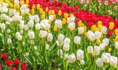 تعرف على موعد معرض الزهور 2024