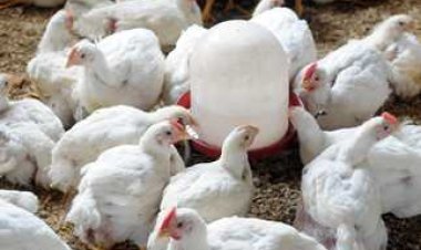 أسعار الفراخ البيضاء اليوم الأحد