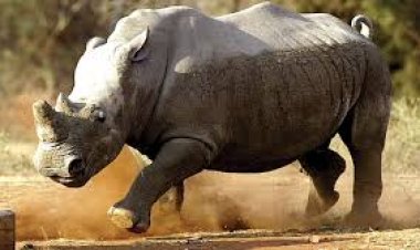 اكتشاف نادر.. رصد وحيد القرن الجاوي في إندونيسيا يثير آمال الحفاظ على النوع المهدد بالانقراض