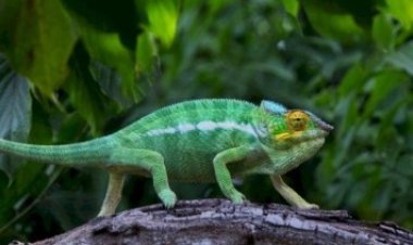 «حرباية» تثير الجدل على مواقع التواصل الاجتماعي.. ما القصة؟