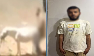 ضبط متهم بالتعدي على حمار بالقليوبية وإحالته للفحص النفسي