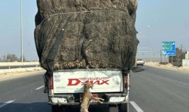 الأهالي انتقموا منه بسبب أكل الدواجن ..الامن يكشف ملابسات فيديو ربط حيوان في صندوق سيارة 