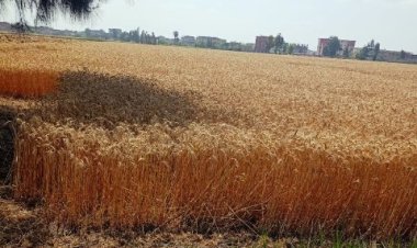 توريد ١٣٤١٨٧ طن من محصول القمح لمواقع التخزين بالشرقية