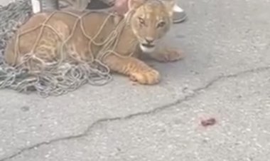 «أمن القاهرة» يتمكن من تحديد صاحب الأسد المتجول بشوارع التجمع