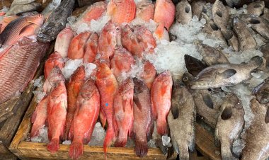 حماية للثروة السمكية.. وقف تداول أسماك البحر الأحمر في المحال والمطاعم