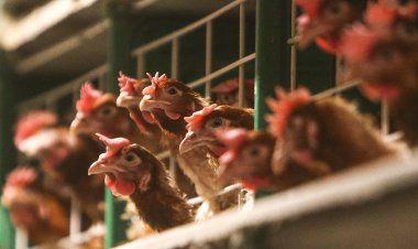 إنذار «أنفلونزا الطيور».. تنشيط رصد الفيروس بعد تسجيل 42 بؤرة إصابة حيوانية (خاص)