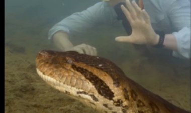 اكتشاف أكبر ثعبان في العالم.. لحظات مذهلة مع الأناكوندا العملاقة في غابات الأمازون