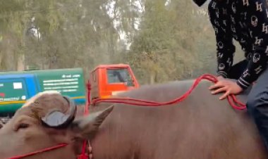 رجل يثير الجدل بركوبه لثور في طريق مزدحم بالهند.. فيديو