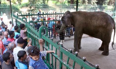 «5 جنيهات فقط »... الزراعة تعلن سعر تذكرة دخول حدائق الحيوان بجميع المحافظات