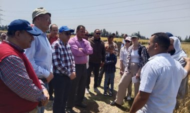 محافظ كفرالشيخ: وفد هولندي يشارك في دراسة تأثير نظم الرى الحديث على إنتاجية المحاصيل الزراعية