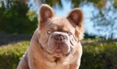 كلب للبيع بسعر 120 ألف دولار في أمريكا