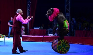 بالصور| تفاصيل عروض السيرك الروسي بمهرجان صيف بنغازي بحضور ستورمي والجراند توتو