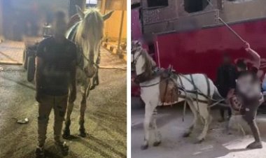 ضبط "عربجي" عذّب حصانه بكرباج فى القليوبية 