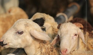 «الأوقاف» تحذر: بث فيديوهات ذبح الأضاحي على منصات التواصل «إثم شرعي»