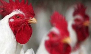 عضو الاتحاد العام لمنتجي الدواجن: من المتوقع تراجع أسعار الداوجن والبيض الفترة المقبلة