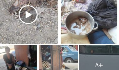 «هدموا عشتها».. ضبط سيدة مهتزة نفسيا تسلخ الحيوانات وتأكلها داخل عشة بالمنيب