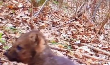 صداقة غير مألوفة.. رجل يعتني بجرو في الغابة ليكتشف لاحقًا أنه ذئب