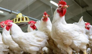 شعبة الدواجن: سعر الكيلو العادل 75 جنيها.. وتكلفة الكتكوت 10 جنيهات ويباع بـ31 جنيها