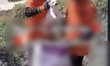 الداخلية تكشف ملابسات فيديو الإمساك بكلاب ووضعها داخل أجولة بمطروح