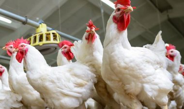 عاجل.. الزراعة تخفض أسعار  الدواجن واللحوم  قبل عيد الفطر