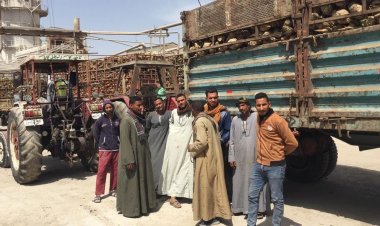 «التموين»: توريد نحو مليون طن بنجرلإنتاج 140 ألف طن سكر هذا الموسم