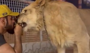 ظاهرة غريبة.. أسد يتناول الطعام بصحبة إنسان