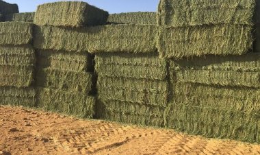 رغم تصنيفه ضمن المحاصيل الشرهة للمياه.. البرلمان يوصي بدعم زراعة البرسيم الحجازي