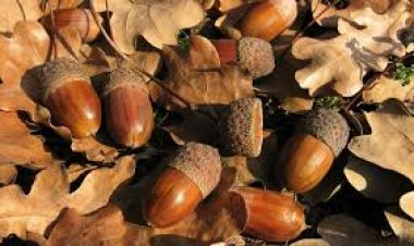 بسبب حادث «ثمرة البلوط».. شرطي يطلق النار على مشتبه به