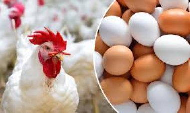 تراجع تاريخي في أسعار الدواجن.. مفاجأة في أسعار كرتونة البيض