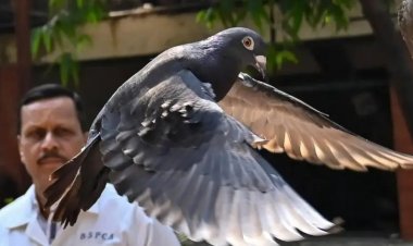 فكاهة تجسس.. حمامة من تايوان تصبح محل اشتباه في الهند