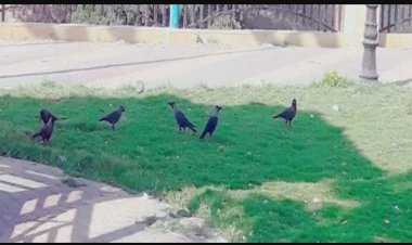 نقيب الزراعيين بالإسماعيلية يكشف سبب هجوم الغربان على المدينة.. فيديو