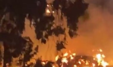 نشوب حريق فى أشجار بمحيط المتحف الزراعي بمنطقة الدقي