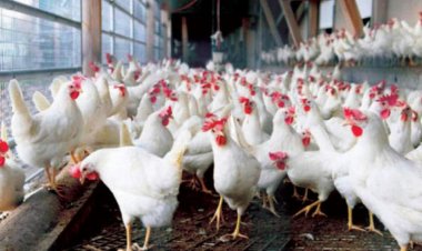 يتسبب في نفوقها.. حقيقة انتشار فيروس جديد يصيب الدواجن