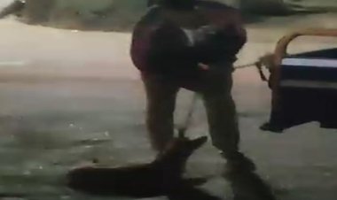 القبض على قائد تروسيكل ربط كلب بمركبته وسحله فى شوارع المنوفية