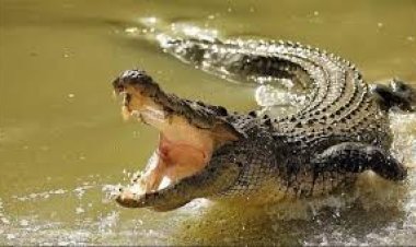 جريمة مروعة.. هندية تقدم ابنها وجبة للتماسيح في مشهد صادم