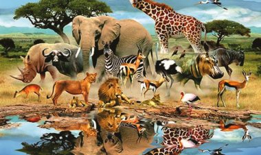 ماهو الحيوان الذي يصوم رمضان؟