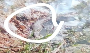 العثور على تمساح داخل ترعة الشبرمانتية بمنطقة البدرشين.. صور