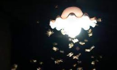 انجذاب الحشرات للأضواء.. دراسة توضح سبب الظاهرة