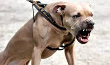 ضحية هجوم كلاب.. وفاة رجل بعد 5 أيام في المستشفى وعائلته تستعد لمقاضاة المسؤولين