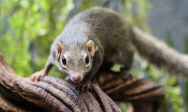 الصين تتكرر فيها.. انتشار فيروس قاتل مرتبط بالحيوانات