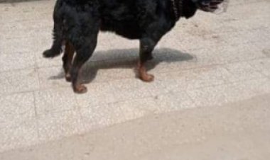 إصابة طفل عقره كلب مفترس بمدينة نصر