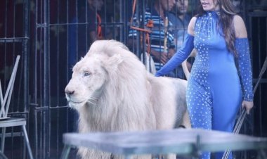 الخميس.. انطلاق حفلات سيرك "فانتزيا كوتة" بالسويس